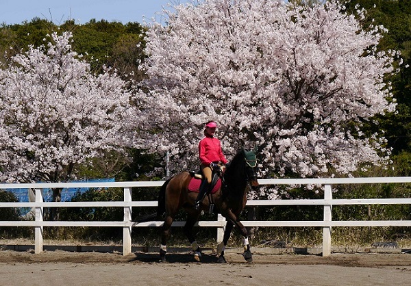 hp 600cherryblossoms club