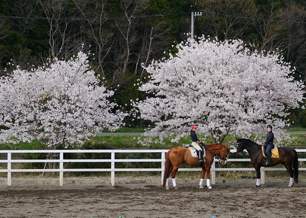 hp 600cherryblossoms2014club