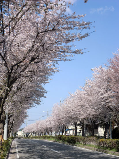 b-cherryblossoms-street
