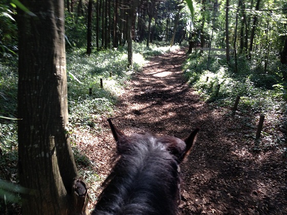 b-from horse