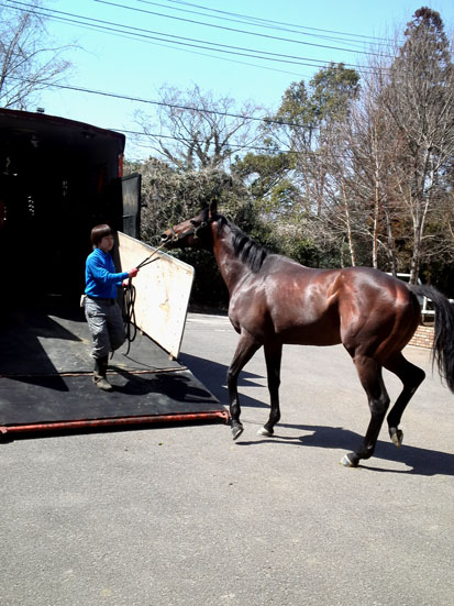 b-new-horse