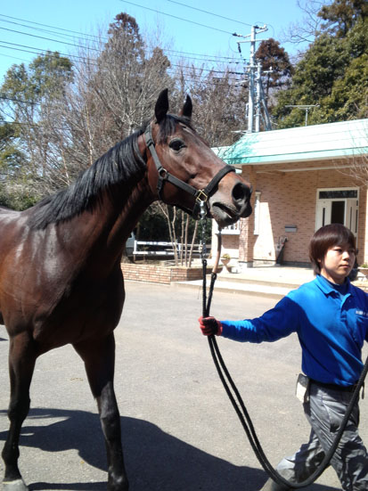 b-new-horse1
