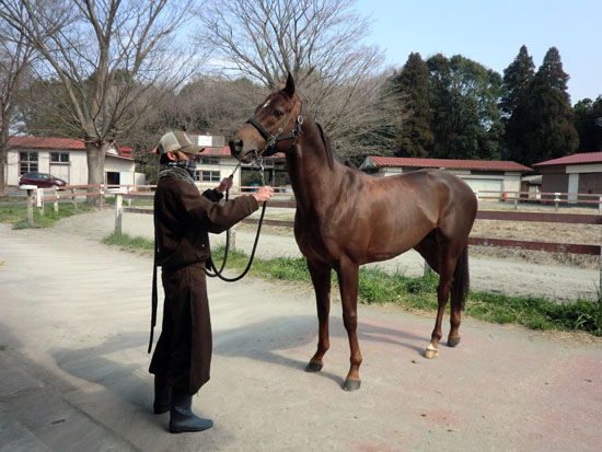 b-newhorse